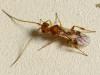 Phanerotoma sp.